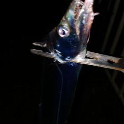 夕まずめタチウオ釣行