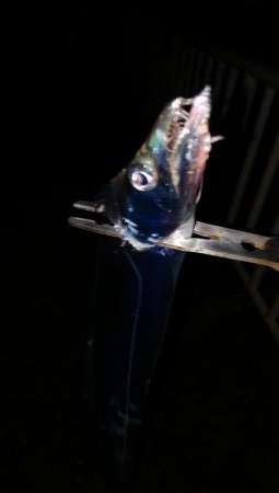 夕まずめタチウオ釣行