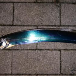 台風後のタチウオ