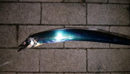 台風後のタチウオ