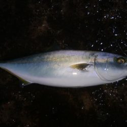 大きくなってきたハマチ