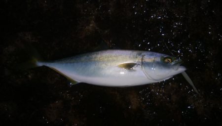 大きくなってきたハマチ