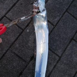 渋い中なんとかタチウオ