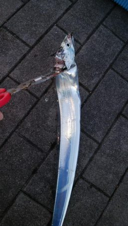 渋い中なんとかタチウオ