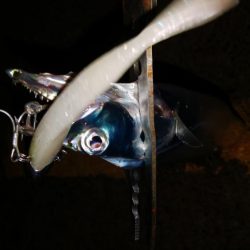 湾奥タチウオ調査