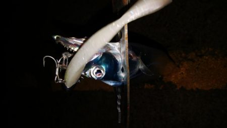 湾奥タチウオ調査