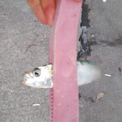 やっぱり渋いな