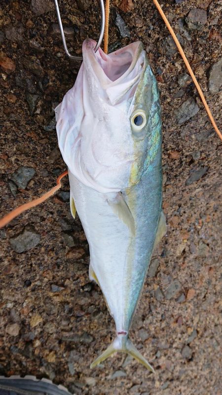 しぶしぶハマチ