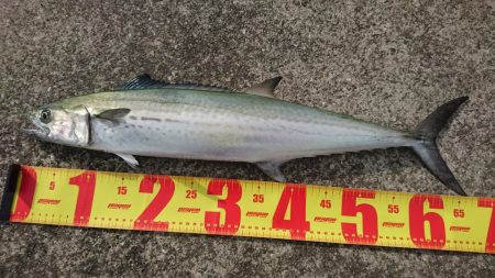 タチウオ不発も