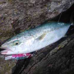 雄島の青物(ツバス)