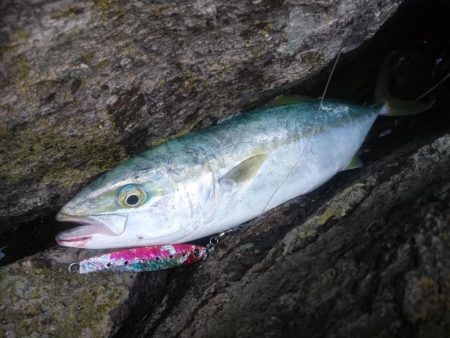 雄島の青物(ツバス)