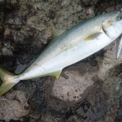 越前ロックショア