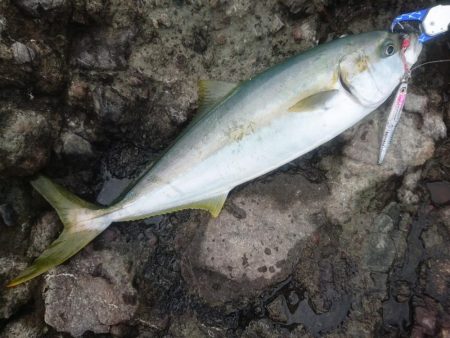 越前ロックショア