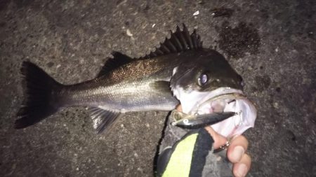 ラインチェックは小まめに(泣)