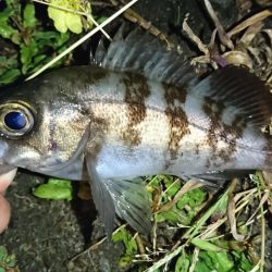 久しぶりのメバリング！