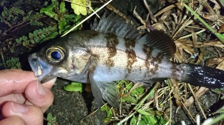 久しぶりのメバリング！