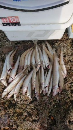 エギンク&シーバス&キス釣…