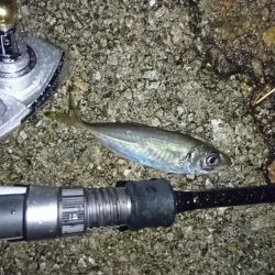 メバリングのはずがアジングに