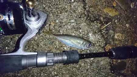 メバリングのはずがアジングに