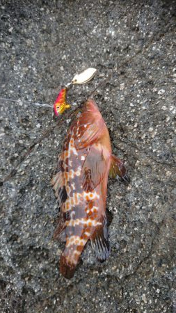 青物&ロックフィッシュ