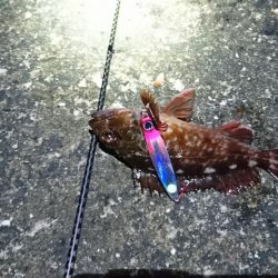 岸壁ジギング楽しい