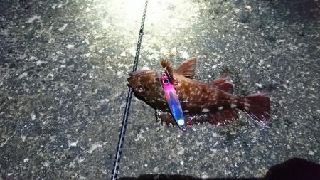 岸壁ジギング楽しい