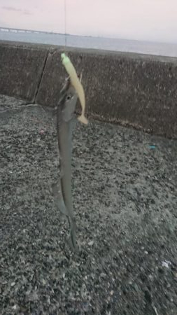 呑ませでハマチ