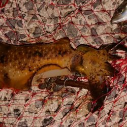 爆風ヤエンで５杯