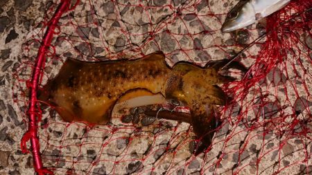 爆風ヤエンで５杯