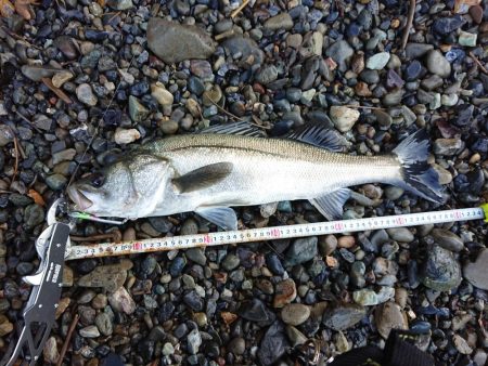 デイシーバス釣り