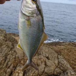 ロックフィッシュ