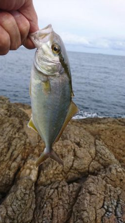 ﾛｯｸﾌｨｯｼｭ