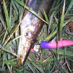 はじめて釣りました(カマス)