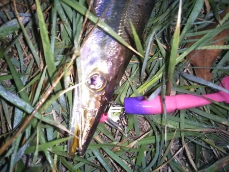 はじめて釣りました（カマス）