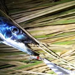 夕マヅメに朝のリベンジを……