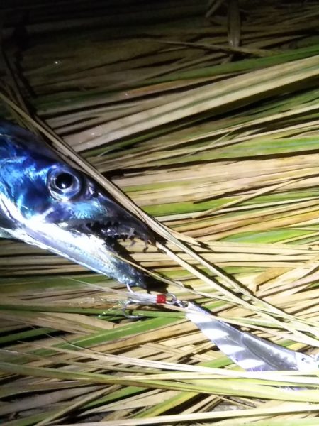 夕マヅメに朝のリベンジを……