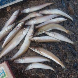 暴風雨の播磨新島でキス爆釣