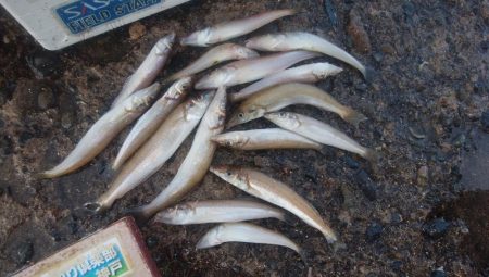 暴風雨の播磨新島でキス爆釣