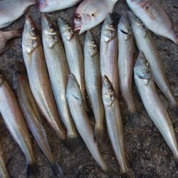 昨日より西風強い播磨新島釣行