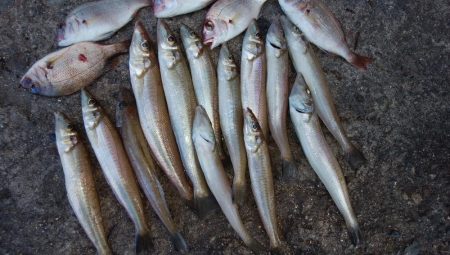 昨日より西風強い播磨新島釣行