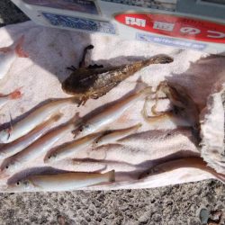 北風強い播磨新島釣行