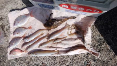 北風強い播磨新島釣行