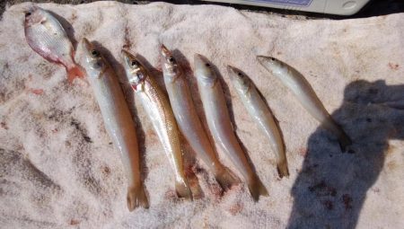 時合い短い播磨新島釣行