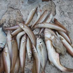 雨の播磨新島で爆釣