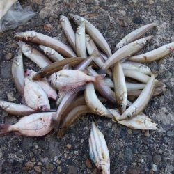 台風接近前の播磨新島釣行