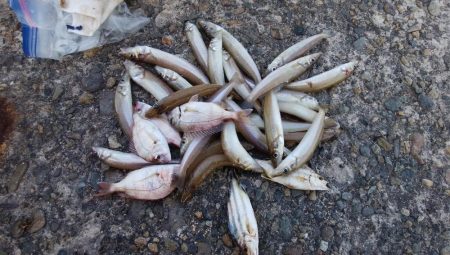 台風接近前の播磨新島釣行