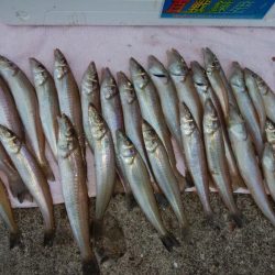 台風接近直前の播磨新島釣行