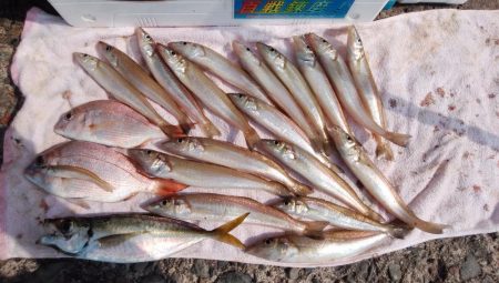 台風通過後の播磨新島釣行