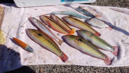 キスが消えた播磨新島釣行