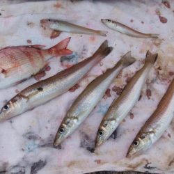 活性が戻り始めた播磨新島釣行